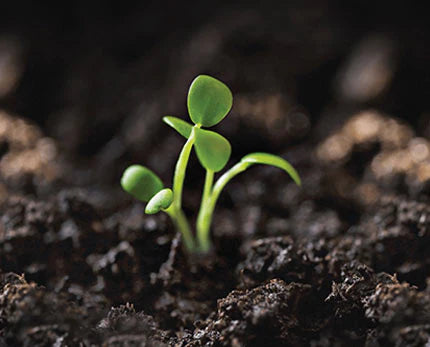 Main Image Main Image